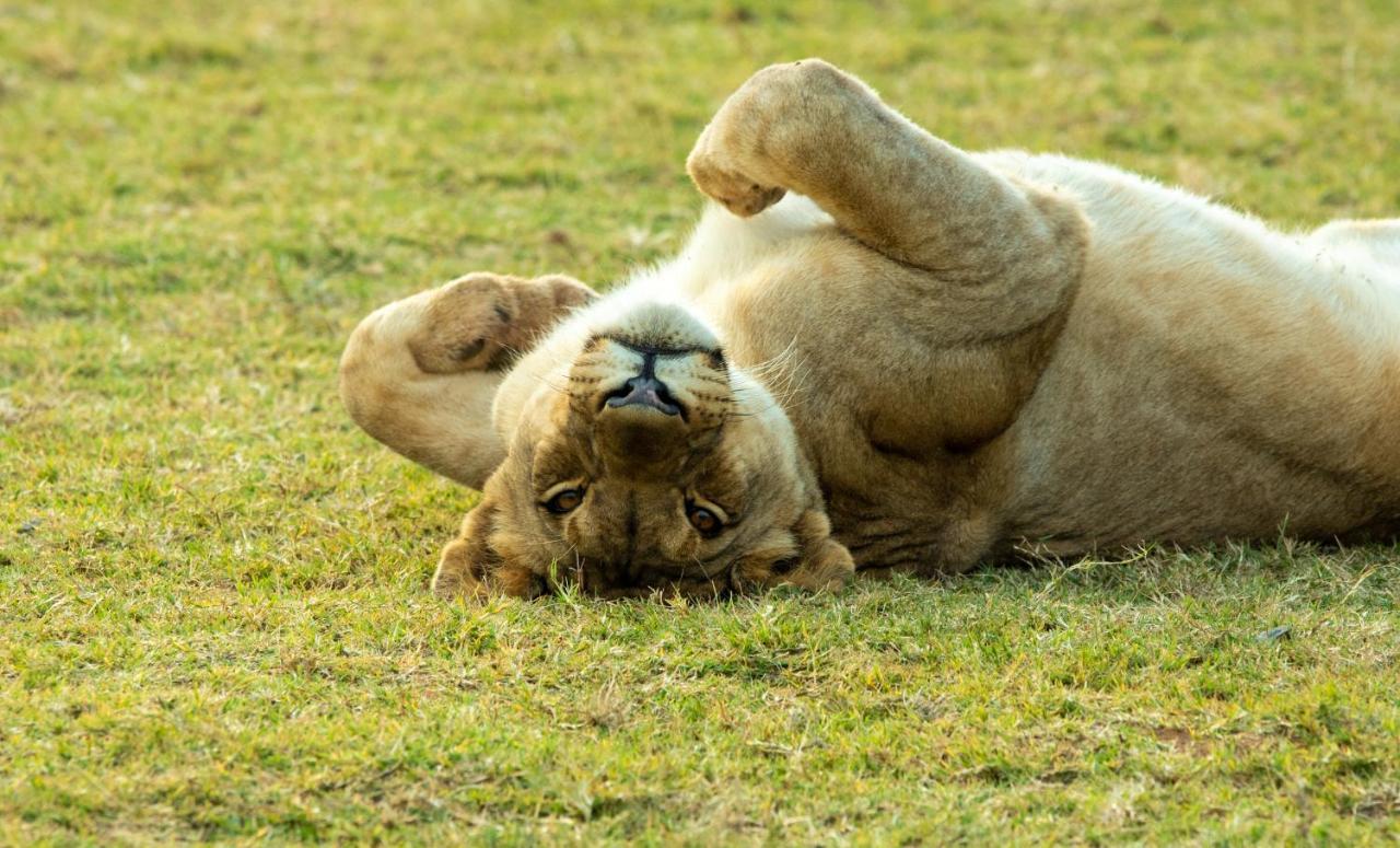 Nungubane Game Lodge ヴェルハヴォンデン・ゲーム・リザーブ エクステリア 写真