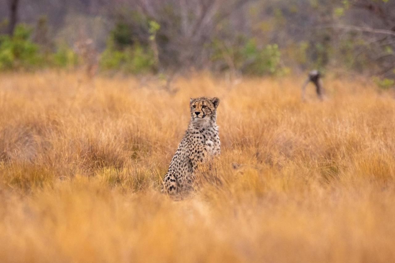 Nungubane Game Lodge ヴェルハヴォンデン・ゲーム・リザーブ エクステリア 写真