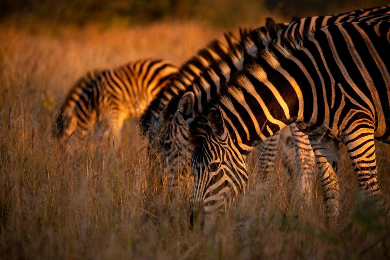 Nungubane Game Lodge ヴェルハヴォンデン・ゲーム・リザーブ エクステリア 写真