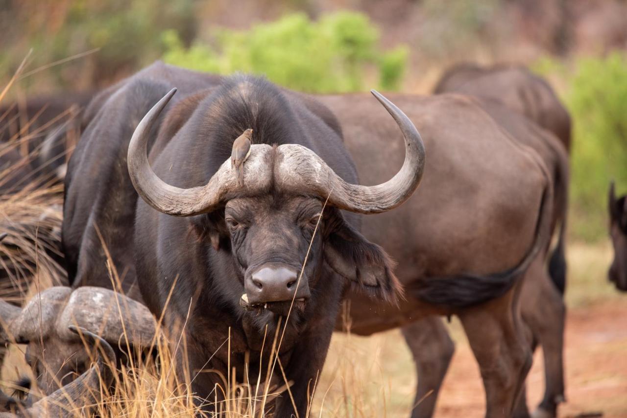 Nungubane Game Lodge ヴェルハヴォンデン・ゲーム・リザーブ エクステリア 写真