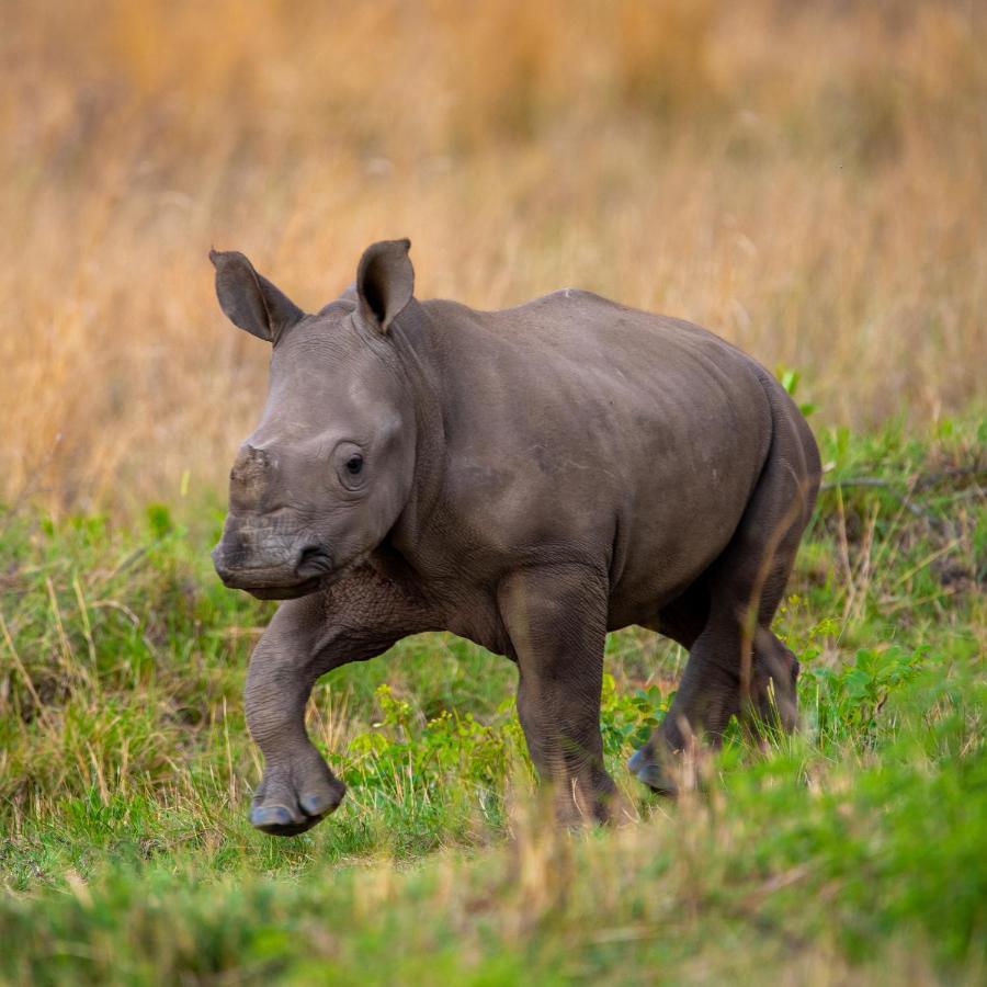Nungubane Game Lodge ヴェルハヴォンデン・ゲーム・リザーブ エクステリア 写真